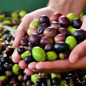 Table Olives